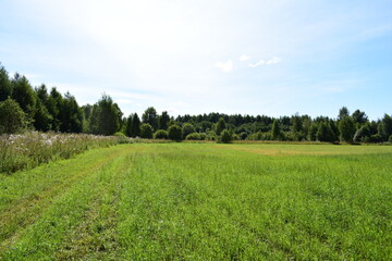 Fototapeta na wymiar landscape with green grass and sky