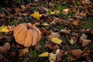 a freshly picked pumpkin resting on the ground. autumn concept