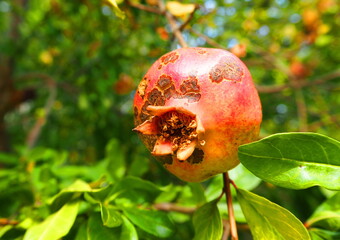 Pomegranate fruit grows on a tree