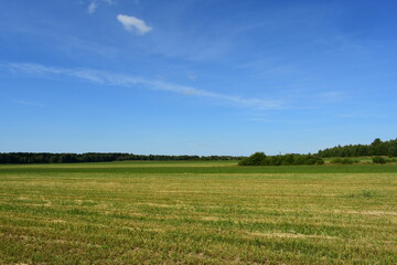 green field and blue sky