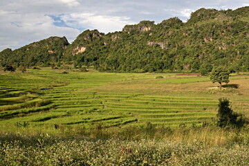 Fototapeta na wymiar Landscape view with rice fields near Pauk Tu village. Shan state. Myanmar. Asia.