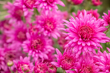 Pink flowers of the aster. Aster Dumosus