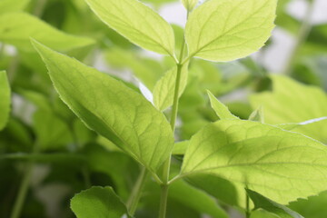 Green leaves / Nature photography / Garden