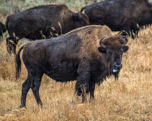 Bison Buffalo of Yellowstone