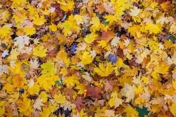 Autumn leaves on woodland floor