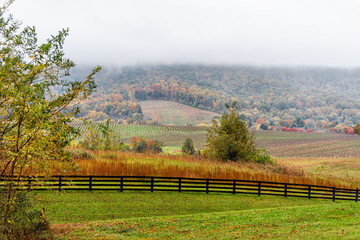Autumn fall foliage season countryside at Charlottesville winery vineyard in blue ridge mountains...