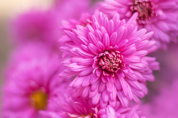 Colorful pink Aster flowers background. abstract