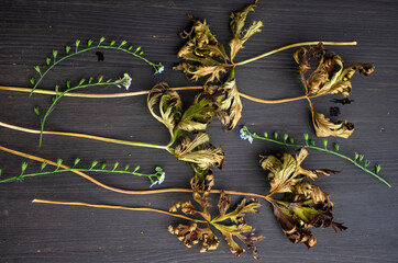 herbs on brown background