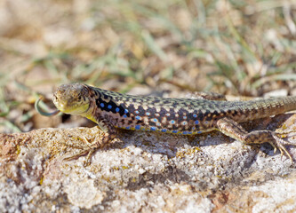 lizard basking in the sun