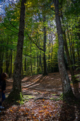 Montseny deep forest colorful autumn in Catalonia, Spain.