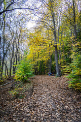 Montseny deep forest colorful autumn in Catalonia, Spain.