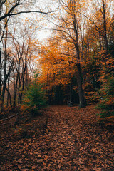 Obraz premium Montseny deep forest colorful autumn in Catalonia, Spain.