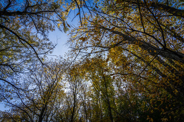 Montseny deep forest colorful autumn in Catalonia, Spain.