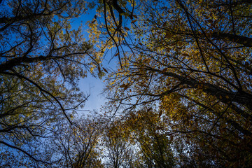 Montseny deep forest colorful autumn in Catalonia, Spain.