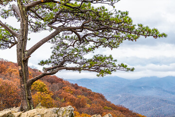 Blue Ridge mountains in autumn fall with orange foliage on trees and one cedar tree on cliff at...