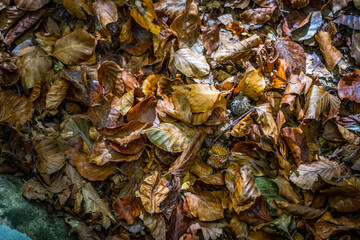 Montseny deep forest colorful autumn in Catalonia, Spain.