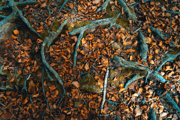 Montseny deep forest colorful autumn in Catalonia, Spain.