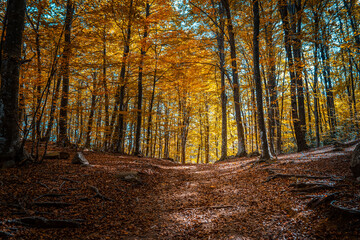 Fototapeta premium Montseny deep forest colorful autumn in Catalonia, Spain.