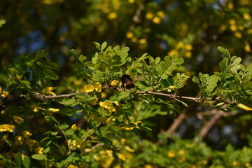 Bee collects pollen from tree in spring
