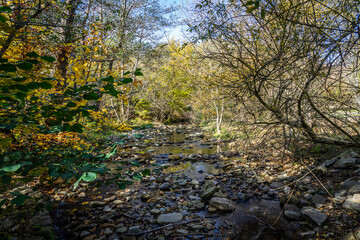 Montseny deep forest colorful autumn in Catalonia, Spain.