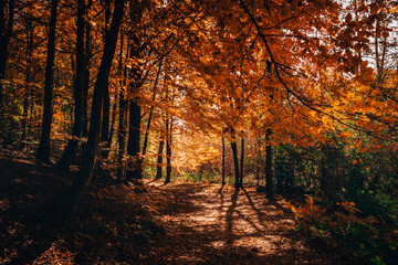 Obraz premium Montseny deep forest colorful autumn in Catalonia, Spain.