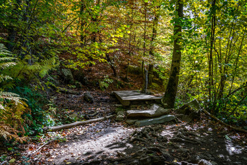 Montseny deep forest colorful autumn in Catalonia, Spain.