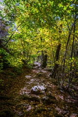 Fototapeta na wymiar Montseny deep forest colorful autumn in Catalonia, Spain.