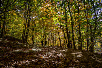 Montseny deep forest colorful autumn in Catalonia, Spain.