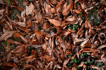Multicolored autumn leaves lie on the grass. Carpet of fallen forest leaves.