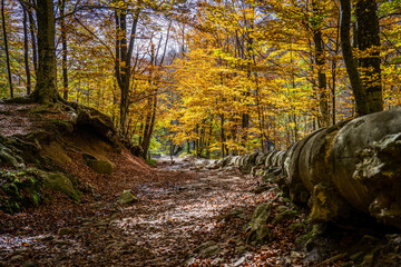 Montseny deep forest colorful autumn in Catalonia, Spain.