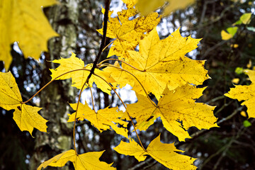 Defocused autumn leaves background. October. Close up