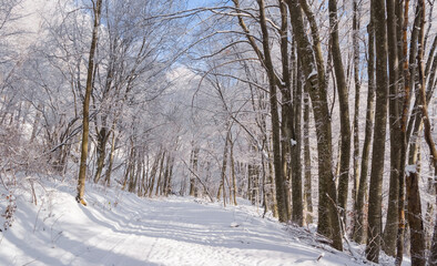 winter forest in a snow on a mount slope