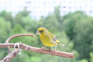 greenfinch on a branch