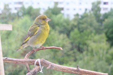 greenfinch on a branch