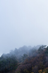 Dense mixed forest in fog