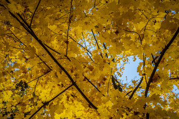 Maple branches with yellow leaves against a blue sky. Selective focus.