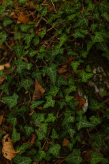 Green ivy on a tree in the forest