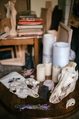 still life with a animal skull