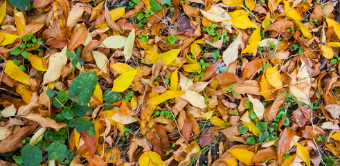 closeup red dry autumn leaves on a ground, natural outdoor background