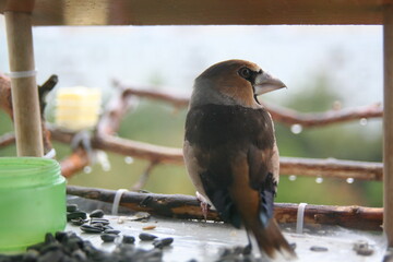hawfinch on a branch