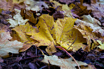 Defocused autumn leaves background. October. Close up