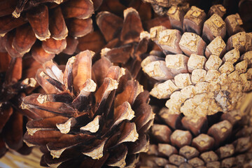 Beautiful pine cones. Natural background, texture. Selective focus.
