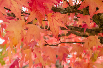 Liquidambar tree autumnal foliage