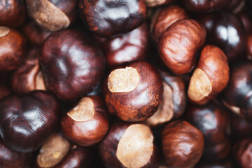 Ripe chestnuts close up. Food background. Top view. Selective focus