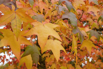 Liquidambar tree autumnal foliage