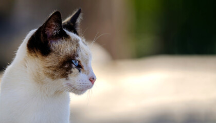 Fototapeta premium portrait of cat looking to the side with blue eyes, asking