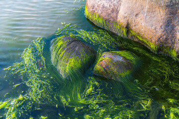 Green algae covered boulders at sea coast beach. Background and surface texture. Sea algae or Green moss stuck on stone. Rocks covered with green seaweed in sea water. © Mykola Iegorov