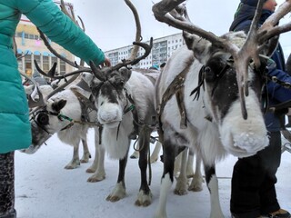 deer of the far North near frame time of year winter. Russian Arctic