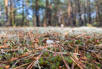 forest glade covered by a lichen, natural background