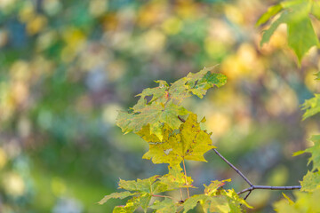 Colorful tree branches with bright foliage in golden autumn season